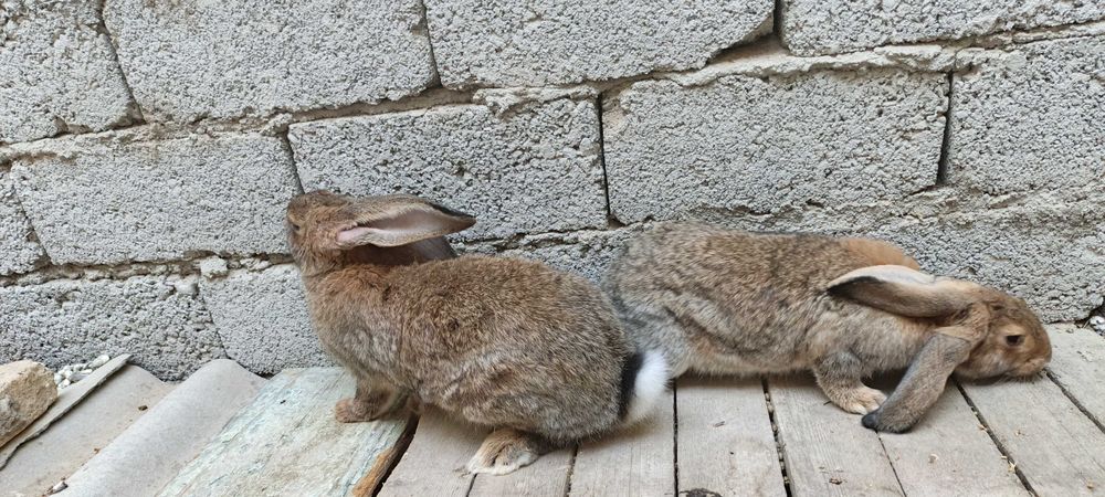 Flandr Quyonlar Sotiladi