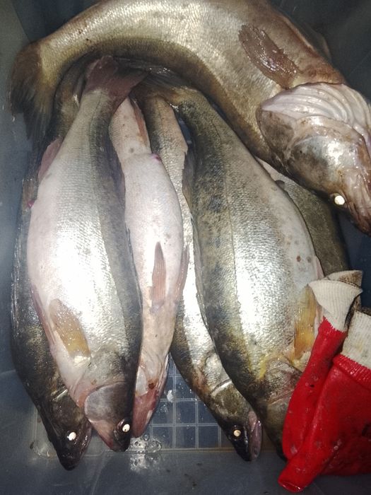 Постоянно свежые рыбы