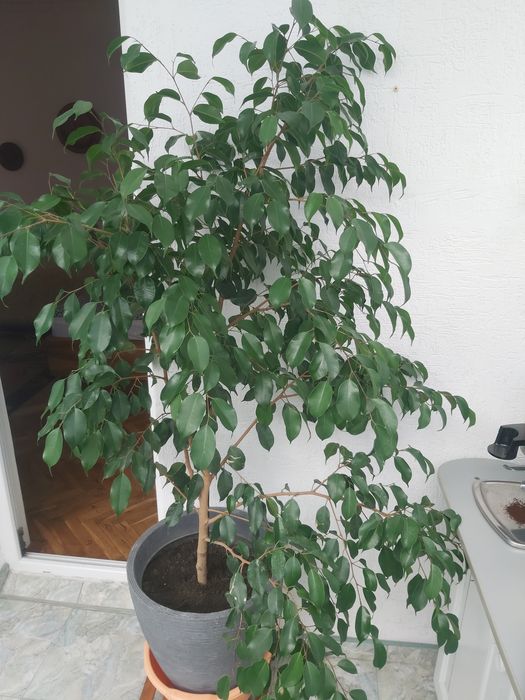 Цвете бенджамин 180м