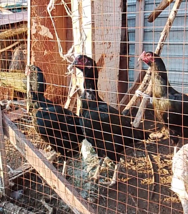 Дакан тауыктар сатылады