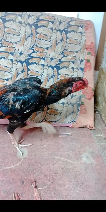 Продам бойцового