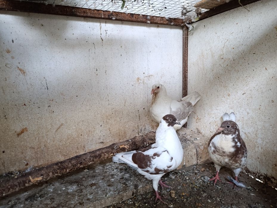 Голуби кинги 1+1 и малыш всех отдам оптом