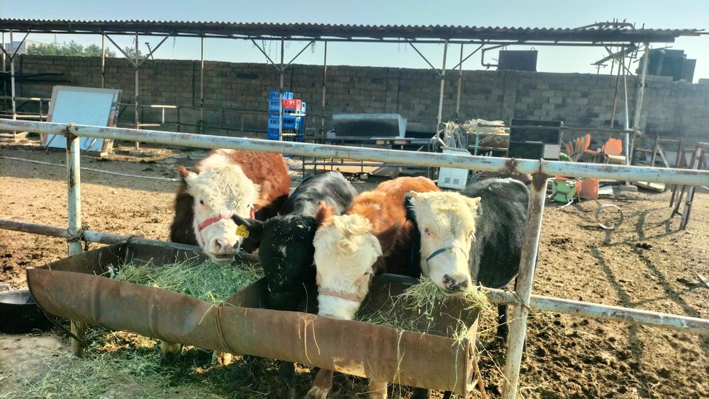 Продаются породистые бычки