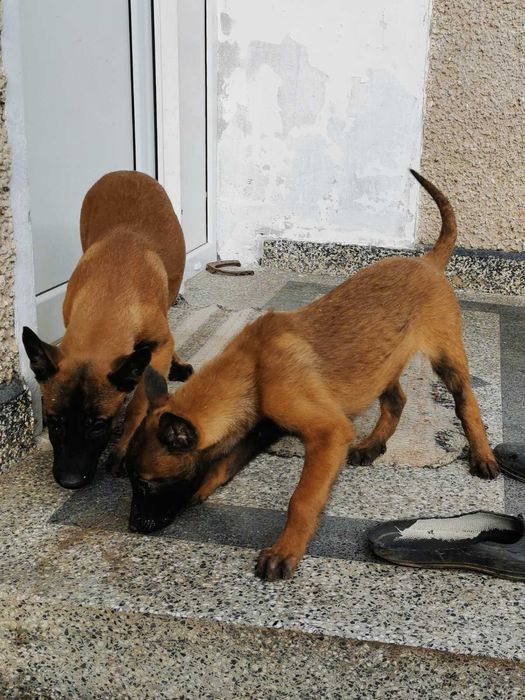 Продавам белгийски овчарки/малиноа