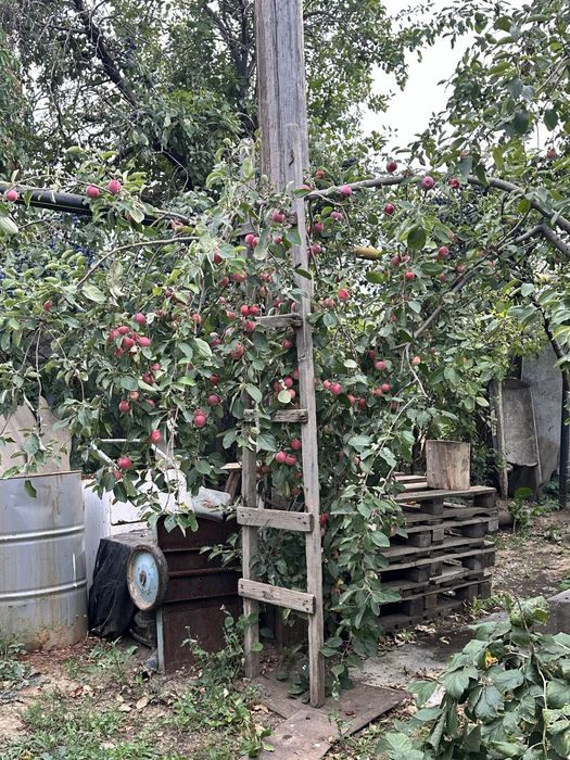 Продам дачу ск автомобилист