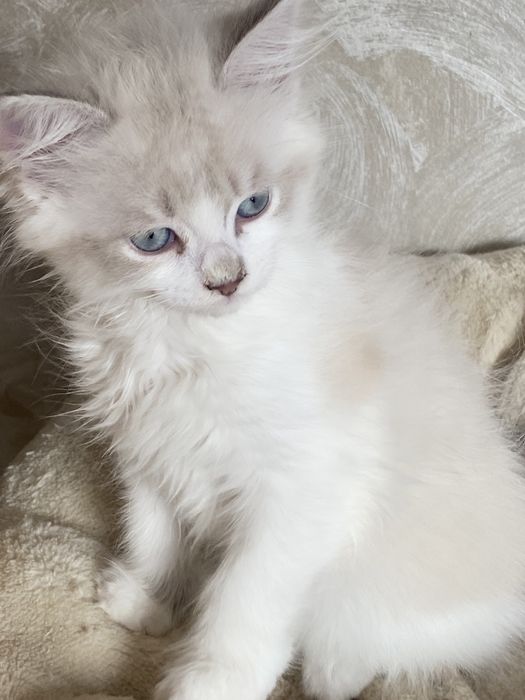 Motanel  ragdoll superb 2 luni