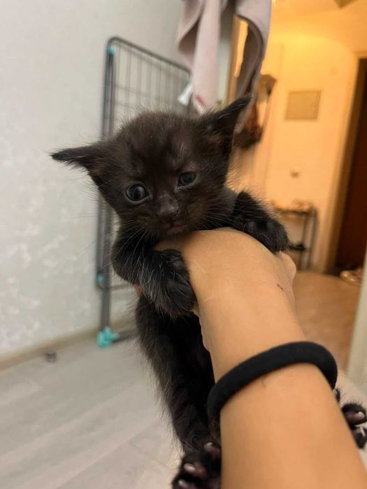 Отдам котят в добрые руки!