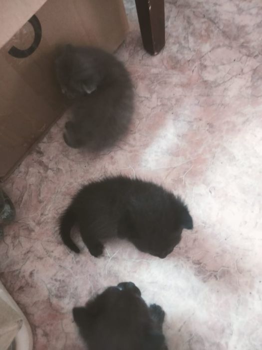 Одам добрые руки