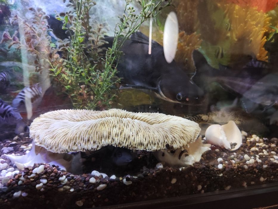 Продам аквариум с рыбками