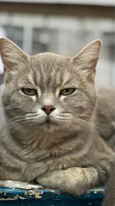 Отдам котят в хорошие руки