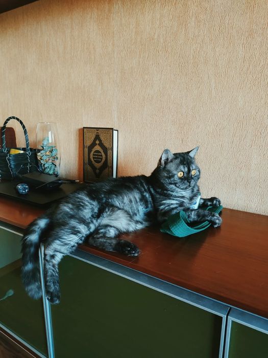 Шотландский кот ищет кошку для вязки