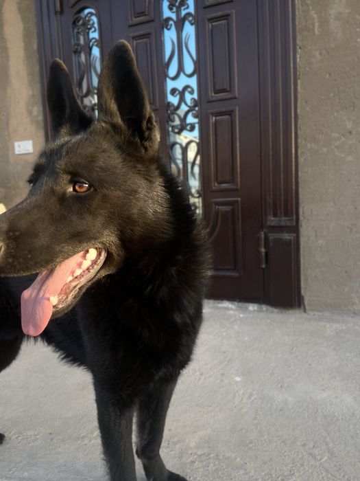 вязка. восточно европейская овчарка кобель