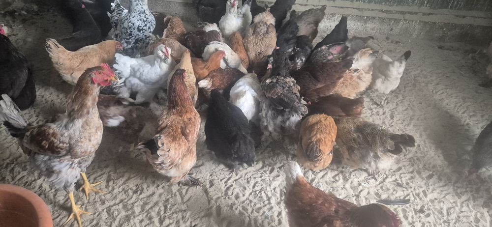 Oua de la diferite gaini de vanzare pentru incubat