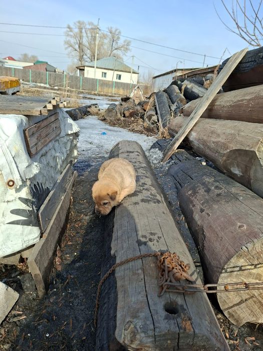 Отдам щенков бесплатно