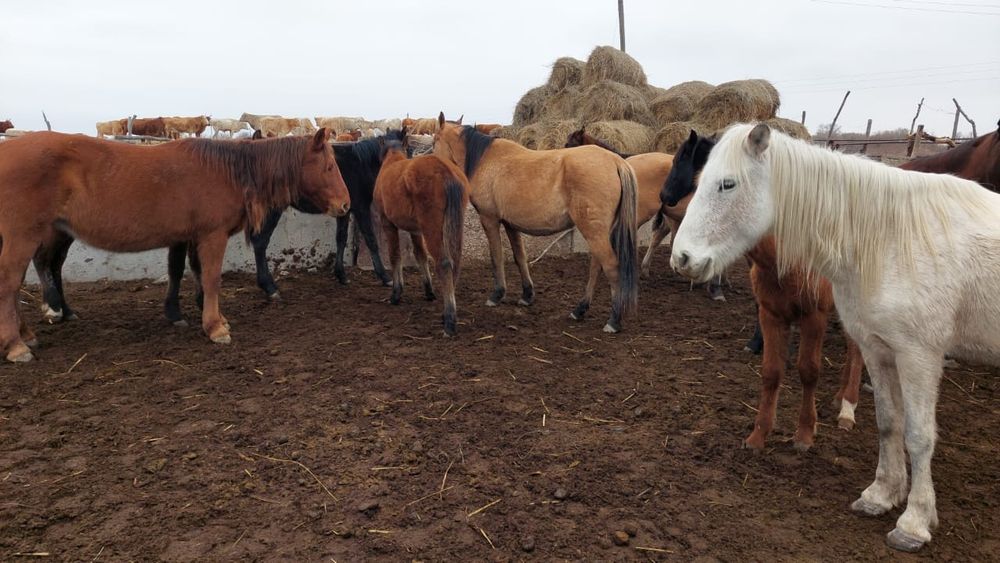 30  бас еркек тай сатам