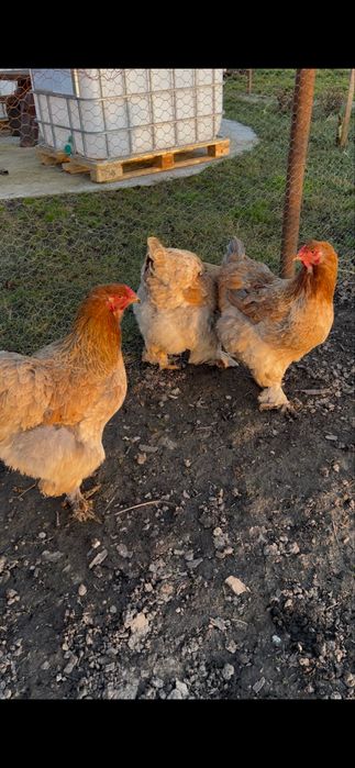 Oua brahma  herminat deschis si potarnichiu