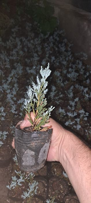 Можжевельник скальный блю эрроу