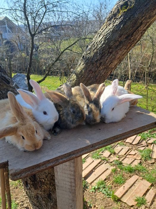 Iepuri berbec german