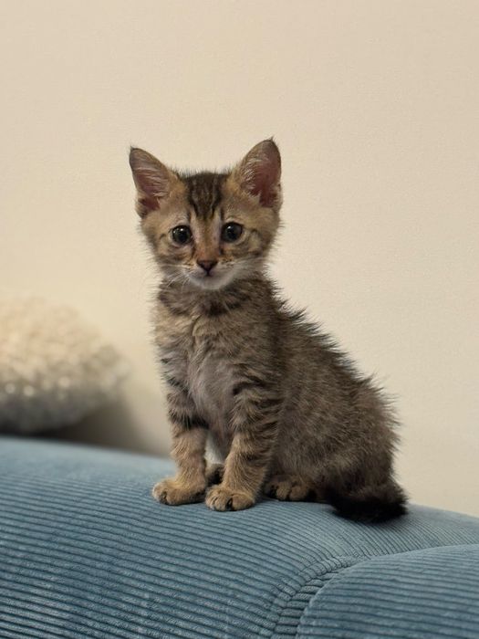 Подарява се мъжко котенце на 2–3 месеца + котешка тоалетна