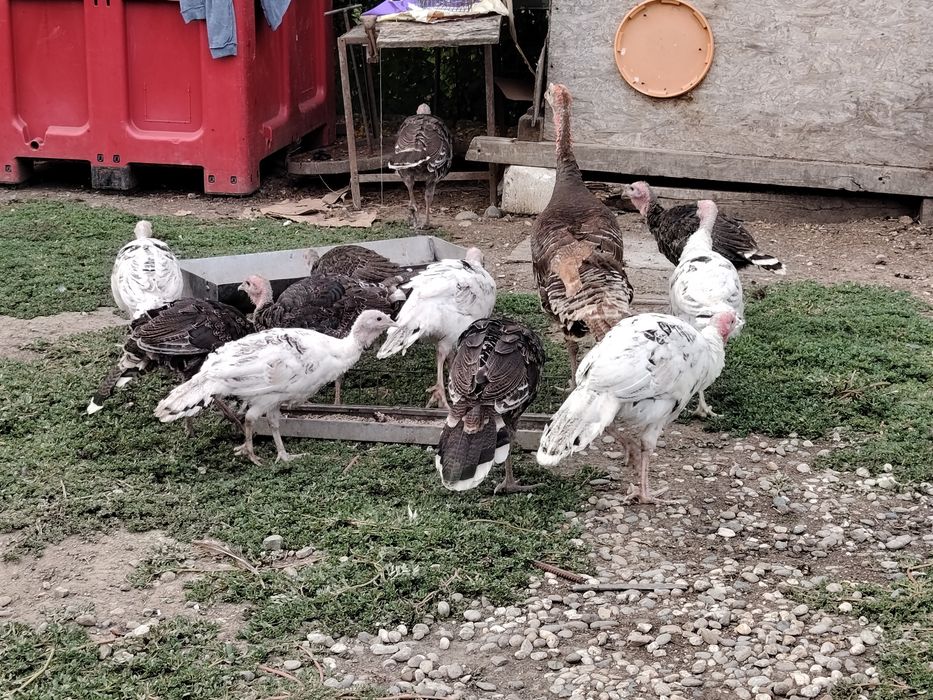 Vând pui de curcă românești de casă