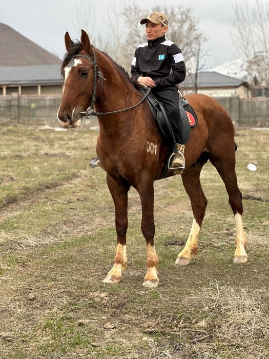 Продам срочно хорошего коня