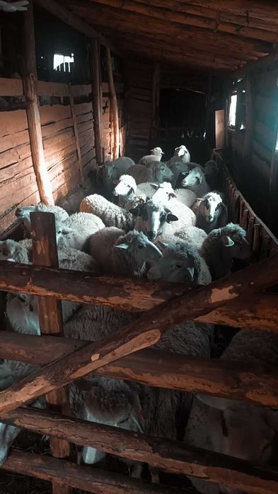 Продавам овце и крави