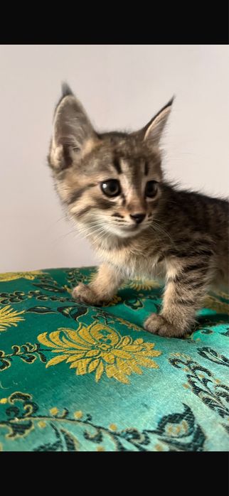 котята-котенки