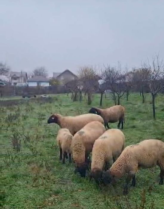 Se vând  oi carabase