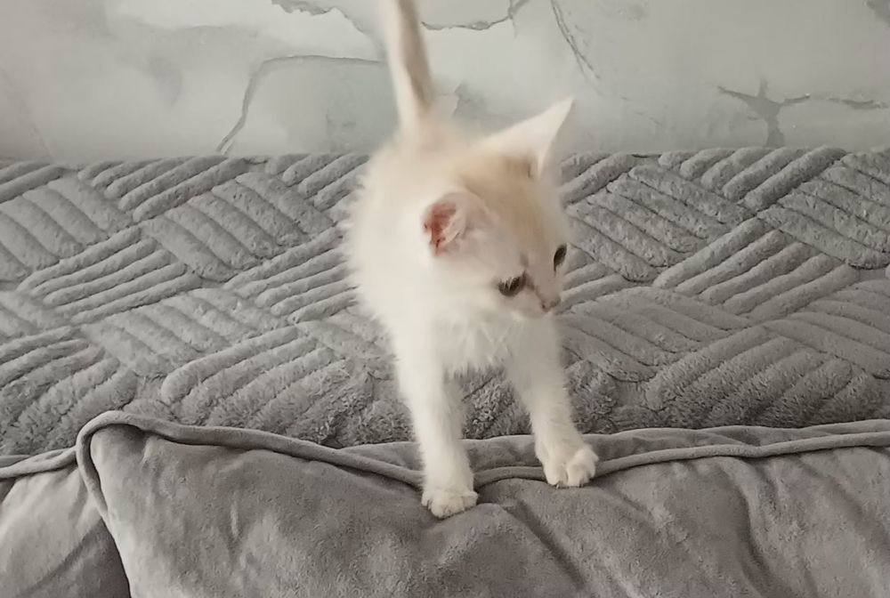 Отдам котёнка в добрые руки
