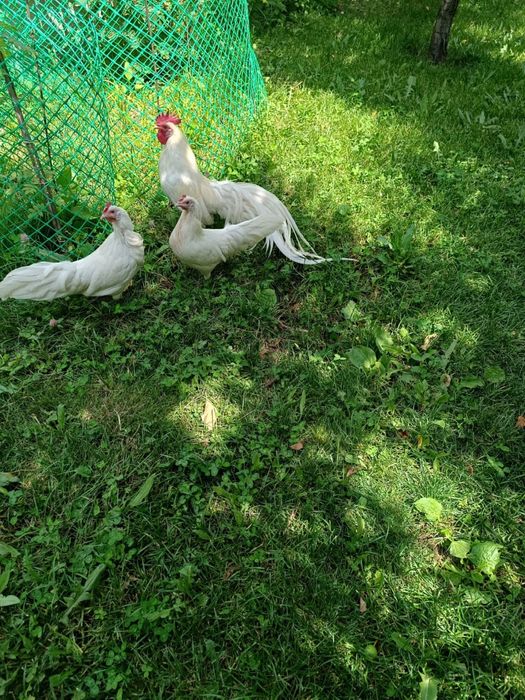 Фениксы (стандарт)