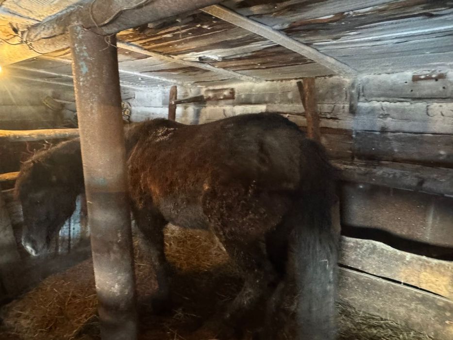 Жылкы лошадь согым