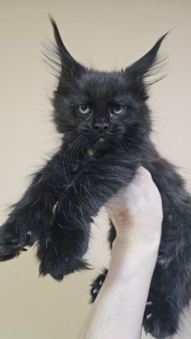 Крутые Котята Мейн-кун