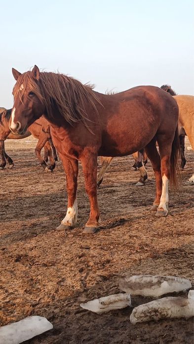 Айгыр сатылады уйірге
