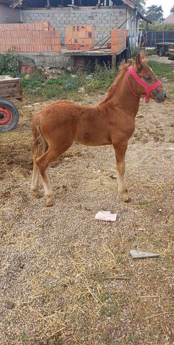 Se vinde manz de 5 luni jumate