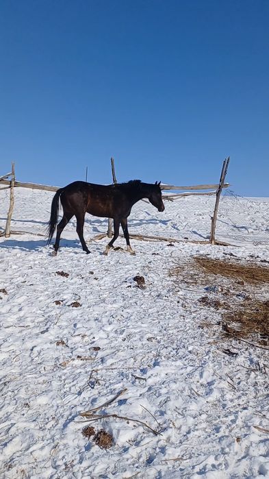 Тазақанды байтал