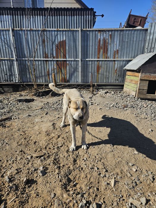 Продам сабаку тобет