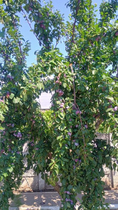 Vand PRUNE pentru consum si pentru rachiu