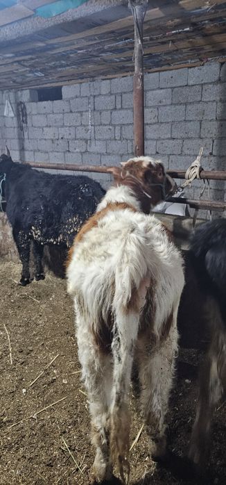 Симменталь пародалы  өгіз сатылады