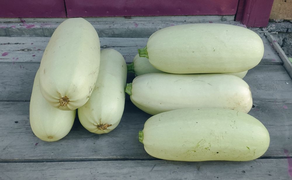 Продам   кабачки.