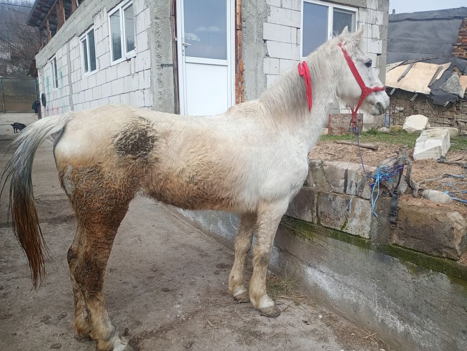 Se vinde iapa de zece ani accept orice proba ie buna de căruță