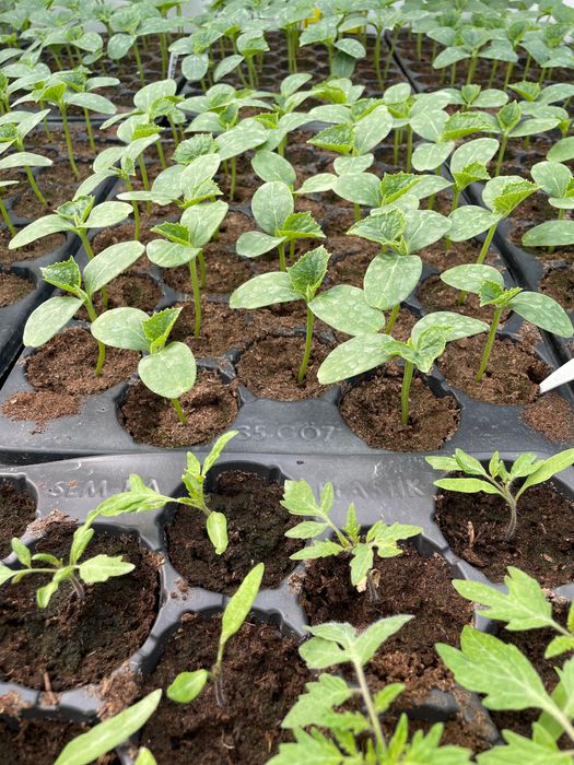 Vând răsaduri de roșii