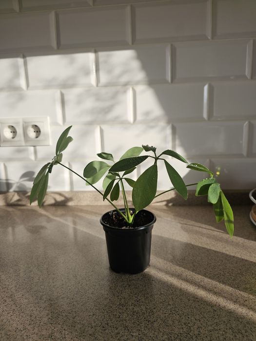 Комнатные цветы от 500 тг