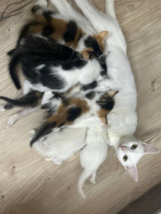 Mushuklar bepul beramıs