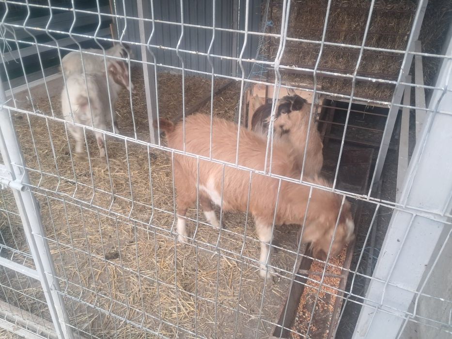 Capre si țap anglonubian