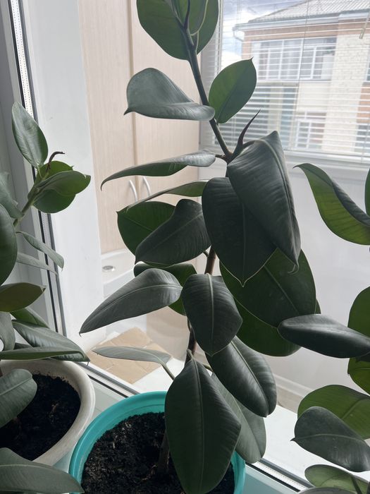 Продам цветы  фикус фикус