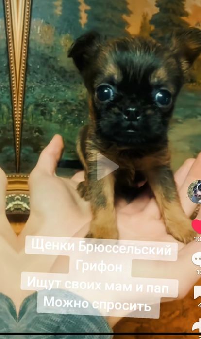 Продаются щенки Брюссельский Грифон