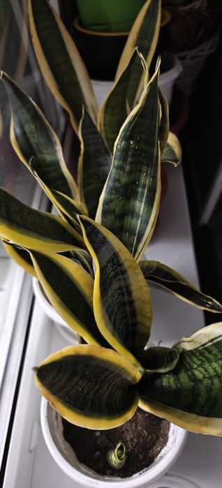 Комнатные цветы _