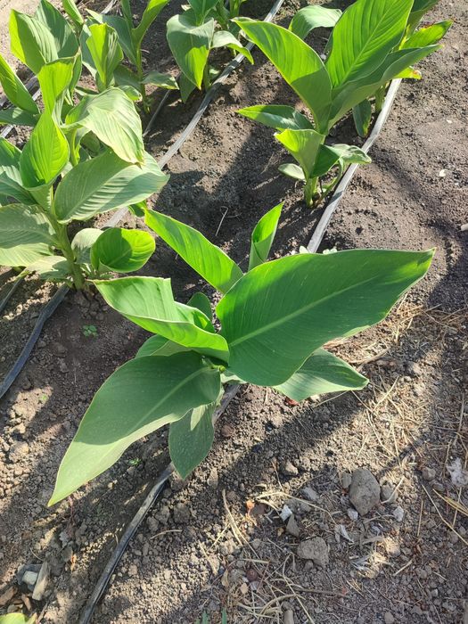 Гүл, Цветы Канн..