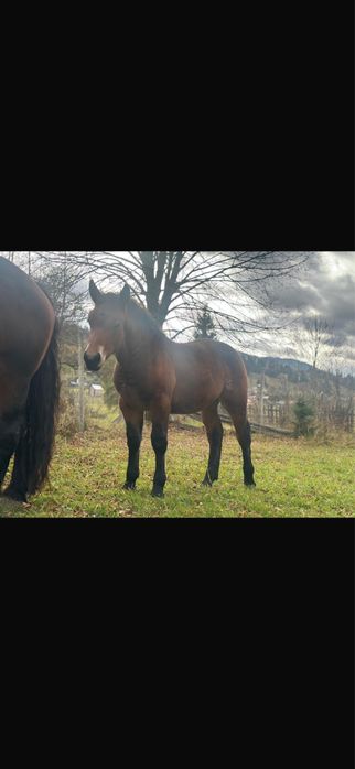 Vand manza de 4 luni!