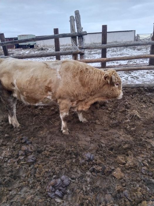 Симентал бұқа.   .